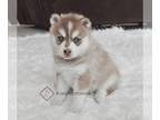 Pomsky PUPPY FOR SALE ADN-842599 - Moana Pomsky