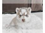 Pomsky PUPPY FOR SALE ADN-842598 - Chloe Pomsky