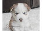 Pomsky PUPPY FOR SALE ADN-842597 - Rosie Pomsky