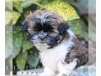 Shih Tzu PUPPY FOR SALE ADN-842595 - Shih Tzu