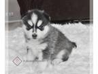 Pomsky PUPPY FOR SALE ADN-842594 - Nova Pomsky