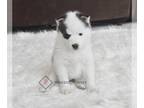 Pomsky PUPPY FOR SALE ADN-842591 - Aurora Pomsky