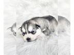 Siberian Husky PUPPY FOR SALE ADN-842582 - Siberian Husky Puppy