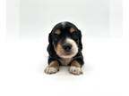 Dachshund PUPPY FOR SALE ADN-842577 - Akc Miniature Dachshund