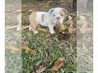 Bulldog PUPPY FOR SALE ADN-842557 - Cinnamon toast