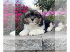 Shih Apso PUPPY FOR SALE ADN-842571 - Landon
