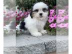 Shih Apso PUPPY FOR SALE ADN-842570 - Lucy