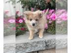 Pomeranian PUPPY FOR SALE ADN-842566 - Pansy