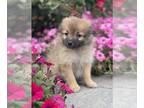 Pomeranian PUPPY FOR SALE ADN-842565 - Penny
