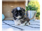 Shih Tzu PUPPY FOR SALE ADN-842560 - Shih Tzu Puppy