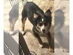Miniature Australian Shepherd PUPPY FOR SALE ADN-842554 - Minnie