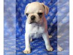 Pug PUPPY FOR SALE ADN-842544 - AKCACA Pug Puppy Vet checked Dna tested Parents