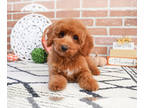 Poodle (Miniature) PUPPY FOR SALE ADN-842540 - Mini Poodle puppy