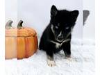 Siberian Husky PUPPY FOR SALE ADN-842539 - Connie Financing Available