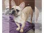 French Bulldog PUPPY FOR SALE ADN-842521 - Beast