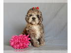 Cockapoo PUPPY FOR SALE ADN-842500 - Bella