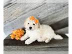 Bichpoo PUPPY FOR SALE ADN-842498 - Bichpoo