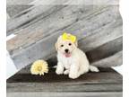 Bichpoo PUPPY FOR SALE ADN-842497 - Bichpoo