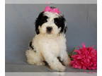 Cockapoo PUPPY FOR SALE ADN-842494 - Panda