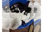 Pug-Puggle Mix PUPPY FOR SALE ADN-842491 - Retro Pugs ie Moo Deng Dupes