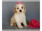 Cockapoo PUPPY FOR SALE ADN-842488 - Jada