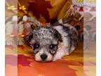 Poodle (Toy) PUPPY FOR SALE ADN-842472 - Blue merle male toy poodle