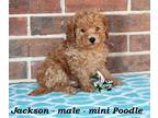 Poodle (Miniature) PUPPY FOR SALE ADN-842467 - Happy mini Poodle puppy