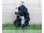 Bernedoodle (Miniature) PUPPY FOR SALE ADN-842465 - Bernedoodle Sheltidoodle