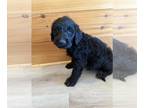Labradoodle PUPPY FOR SALE ADN-842460 - Labradoodle