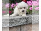 Bichon Frise PUPPY FOR SALE ADN-842459 - Bella
