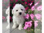 Bichon Frise PUPPY FOR SALE ADN-842457 - Bonnie