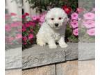 Bichon Frise PUPPY FOR SALE ADN-842453 - Bandit