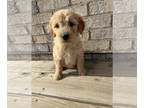 Goldendoodle PUPPY FOR SALE ADN-842451 - Orange