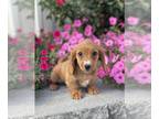 Dachshund PUPPY FOR SALE ADN-842450 - Daisy