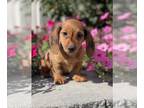 Dachshund PUPPY FOR SALE ADN-842449 - Dolly