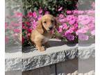 Dachshund PUPPY FOR SALE ADN-842448 - Dakota