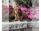 Dachshund PUPPY FOR SALE ADN-842447 - Duke