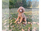 Poodle (Standard) PUPPY FOR SALE ADN-842446 - Stunning Poodle Boys