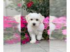 Coton de Tulear PUPPY FOR SALE ADN-842444 - Alexa