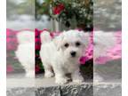 Coton de Tulear PUPPY FOR SALE ADN-842443 - Amy