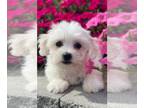 Coton de Tulear PUPPY FOR SALE ADN-842441 - Adde