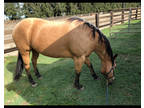 Buckskin Registered Quarter Horse