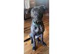Ireland, Labrador Retriever For Adoption In Saugus, Massachusetts