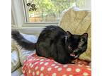 Etouffee, Domestic Longhair For Adoption In Cary, North Carolina