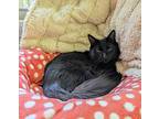 Chicory, Domestic Longhair For Adoption In Cary, North Carolina