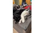 Beamer, Domestic Longhair For Adoption In Cary, North Carolina