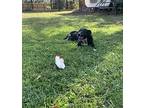 Flaca, Terrier (unknown Type, Medium) For Adoption In Spring, Texas