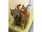 Ferdinand, Domestic Shorthair For Adoption In Arlington, Vermont