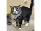 Felix, Domestic Longhair For Adoption In Arlington, Vermont