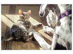 Obie, Domestic Shorthair For Adoption In Mccormick, South Carolina
